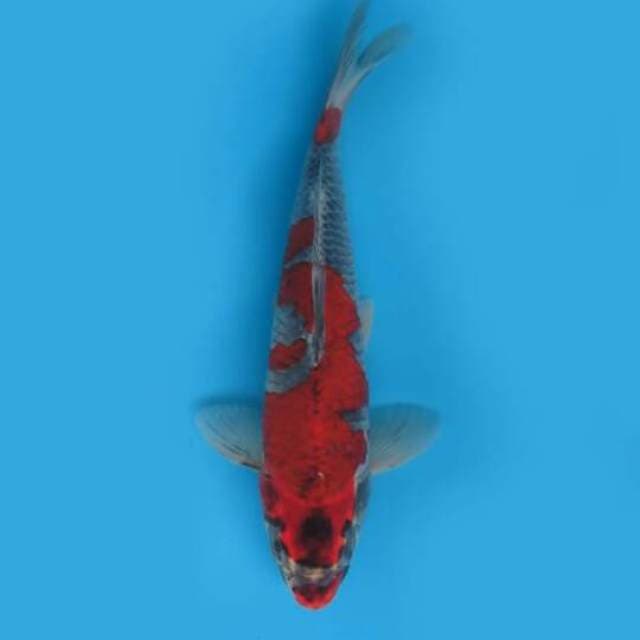 30cm Male Tosai - F1 Goshiki Merah Original