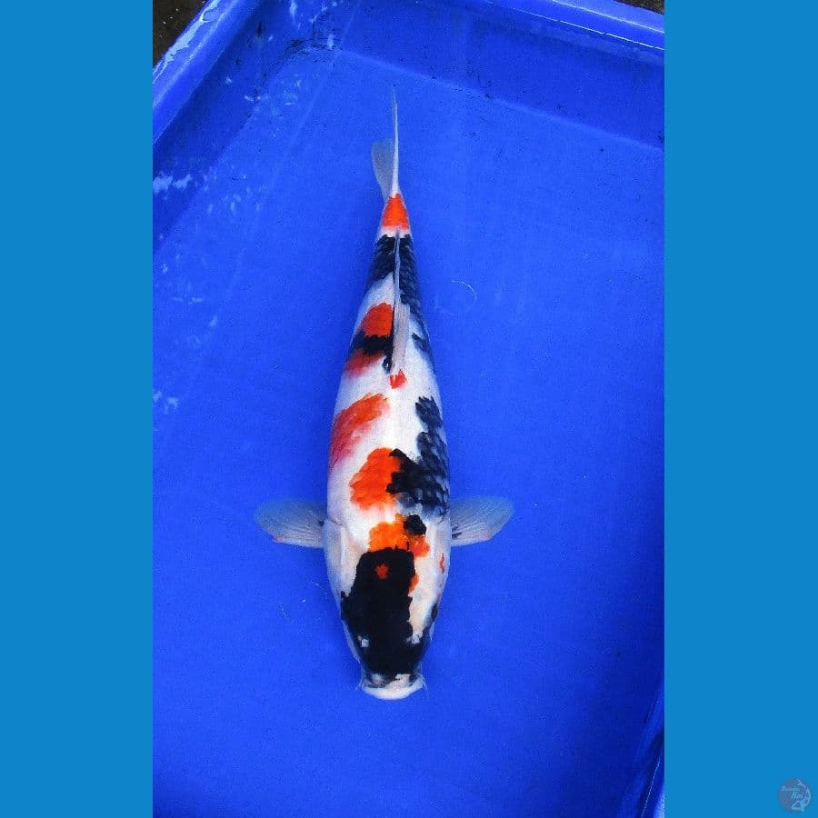 showa ±41cm