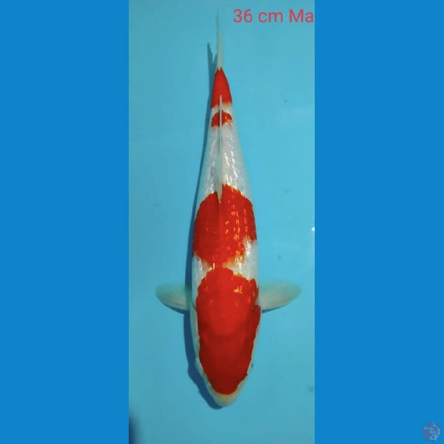 Ginrin Kohaku 36cm