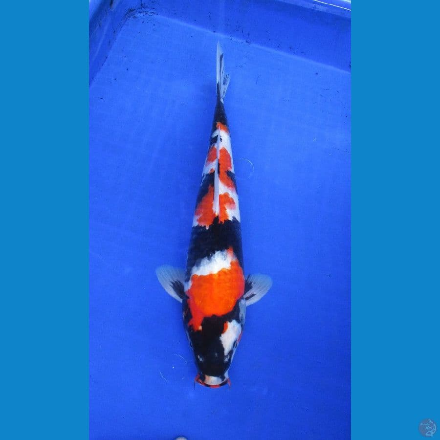 showa ±37cm