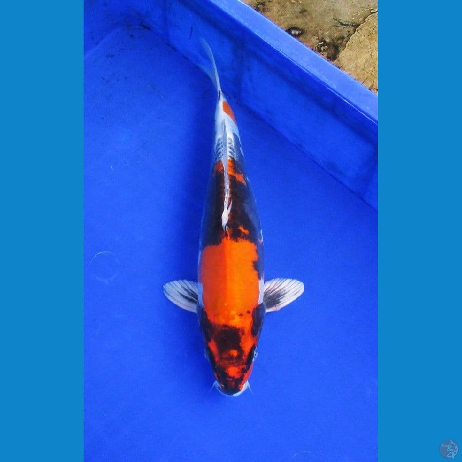 showa doitsu hikari ±31cm