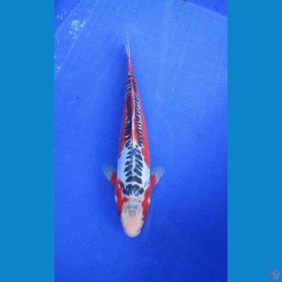 red hana shusui ±29cm