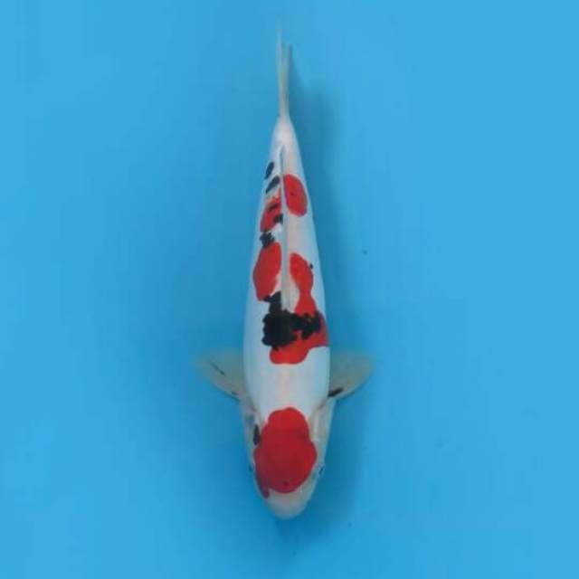 29cm Male Tosai - F1 Sanke Doitsu Murni