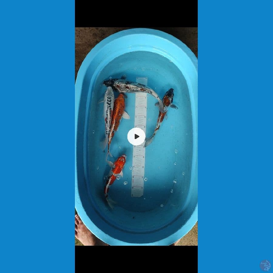PAKET HEMAT 30 - 36 cm - ARIAKA KOI FARM