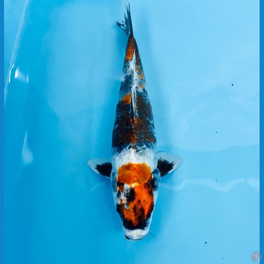 showa hikari, 21 cm