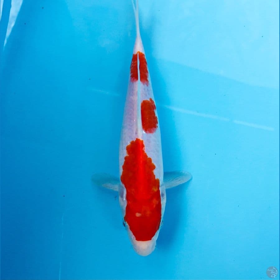 kohaku, 20 cm