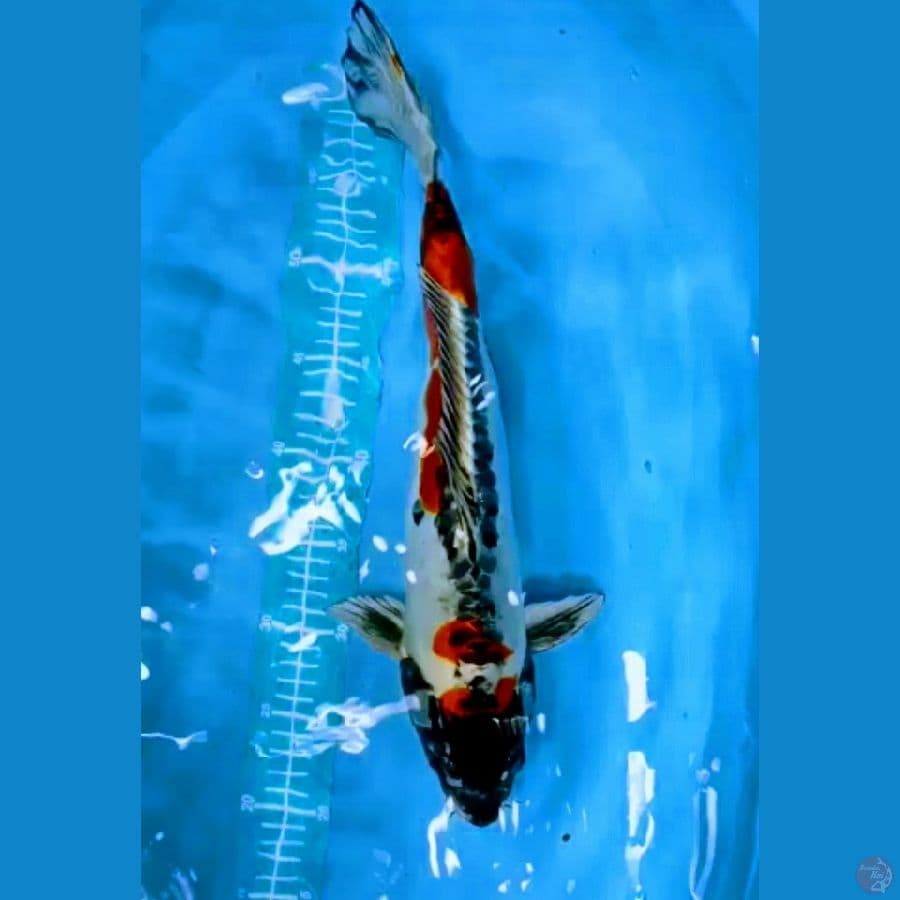 Benikiko 42 cm