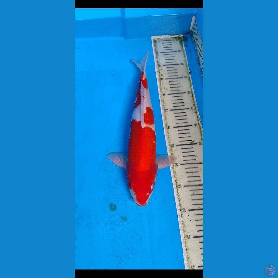 kohaku... 42cm