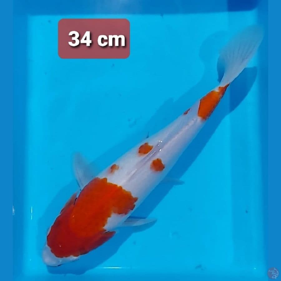 kohaku 34cm