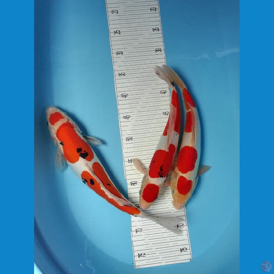 2 male dan 1 female