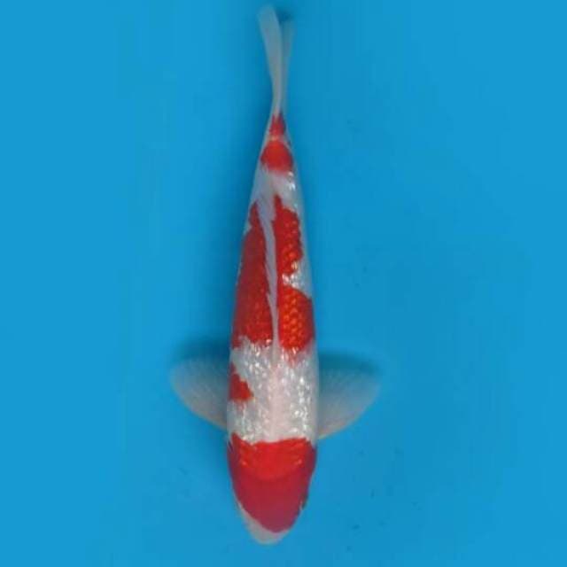 32cm Male Tosai - F1 Kohaku Full Ginrin Original