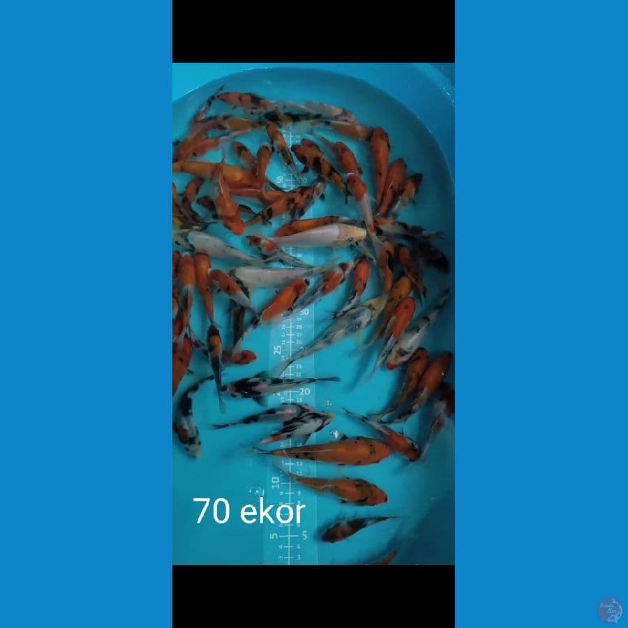 Showa Mix 100ekor