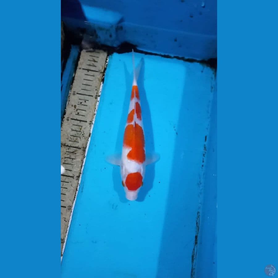 Kohaku 26cm male