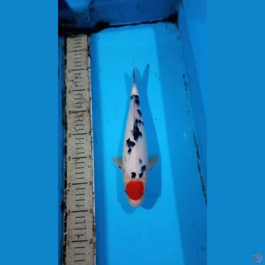 Tancho sanke 30cm male