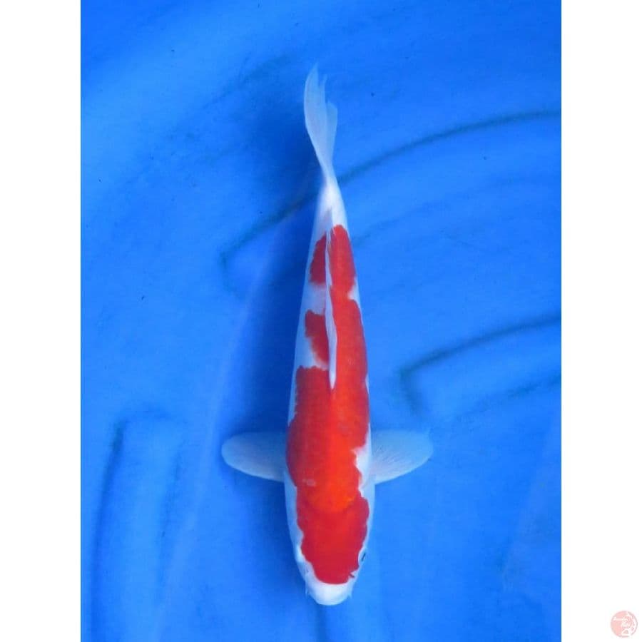 Red Kohaku Ori