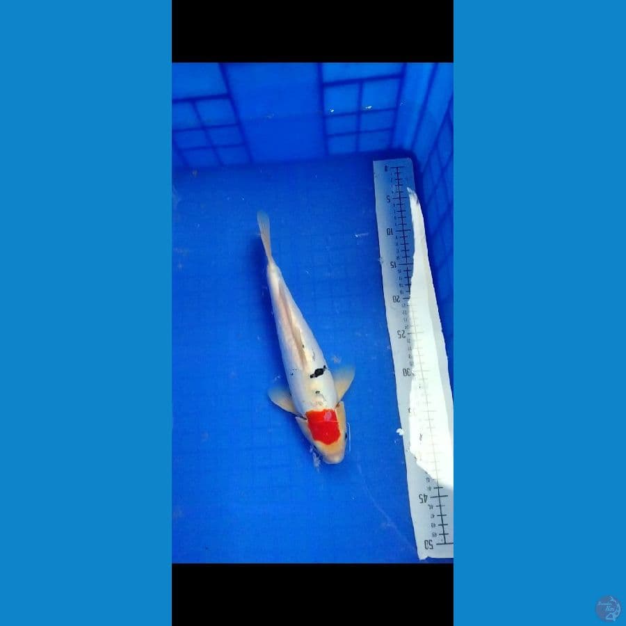tancho 33 cm