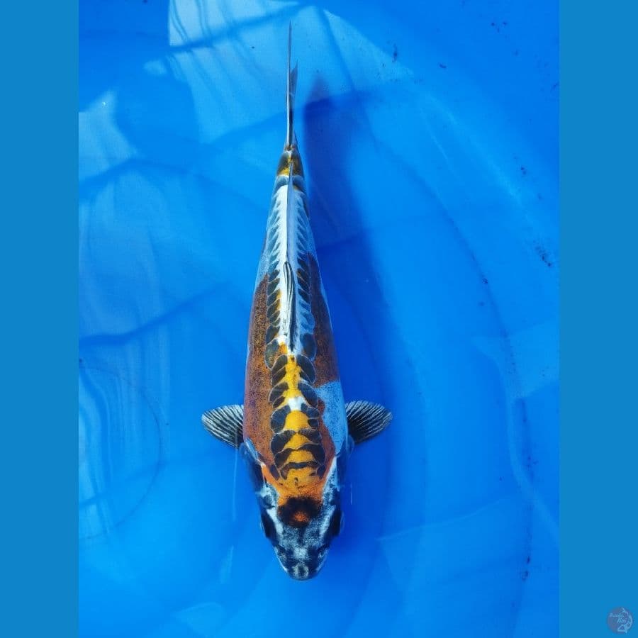 Male kiko punuk | 30cm