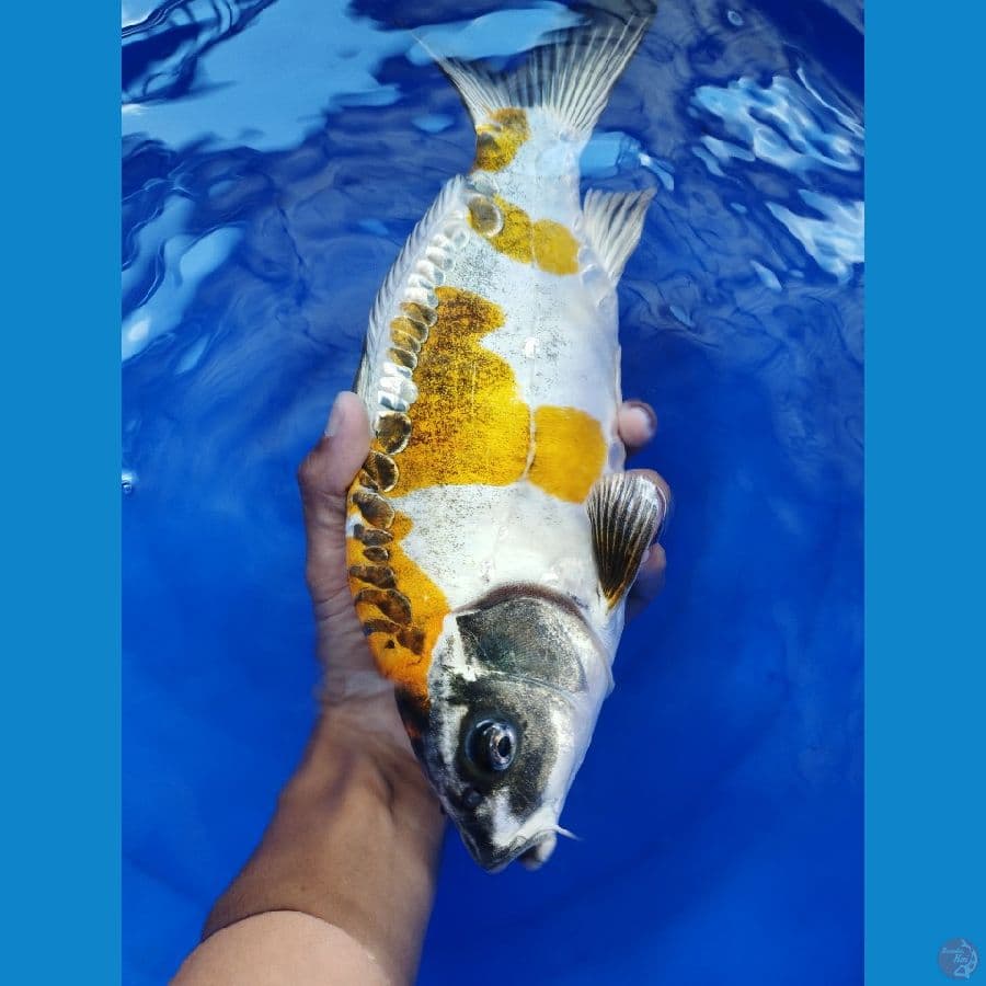Male kiko punuk | 30cm
