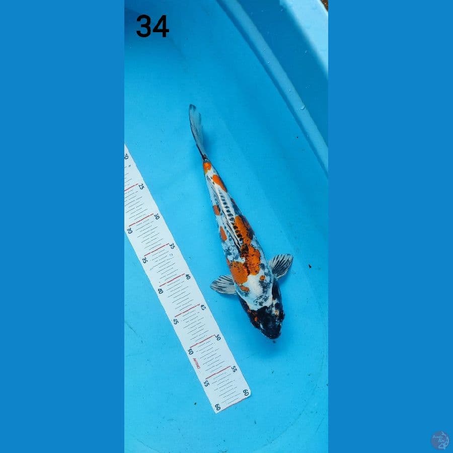 BENI KIKO 34 CM SQ - ARIAKA KOI FARM