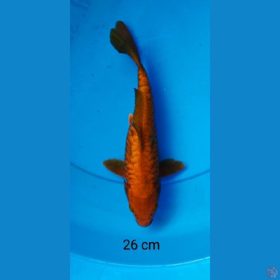 chagoi tembaga sisik gajah 26 cm