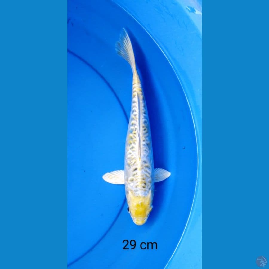 hariwake aragoke 29 cm