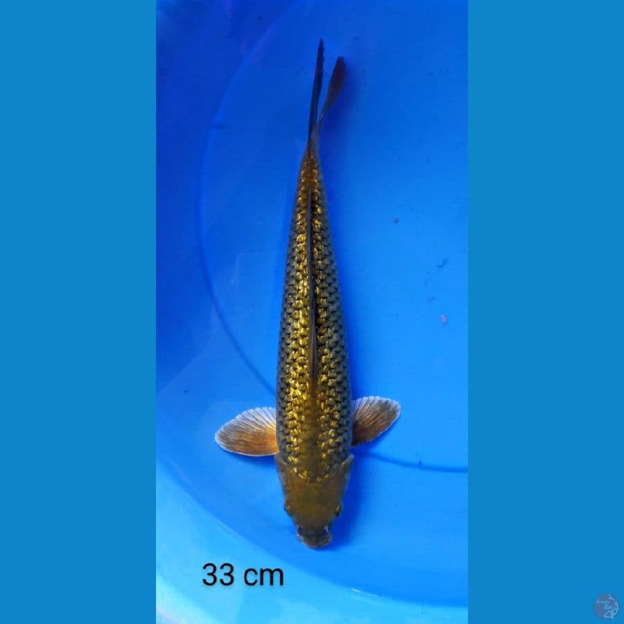 midori punuk mantap 33 cm