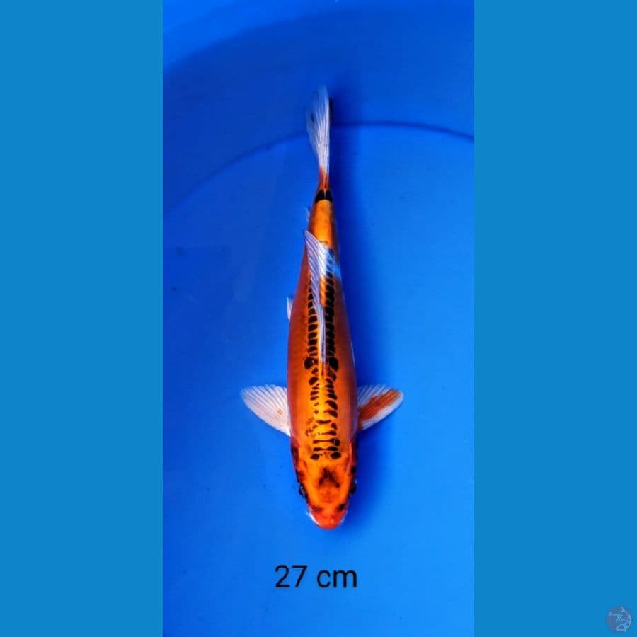 mizuo 27 cm