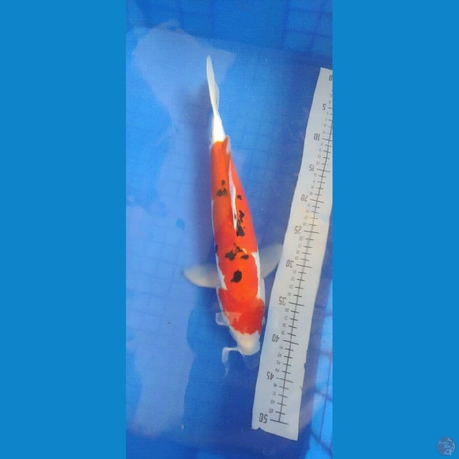 sanke doitsu 41 cm
