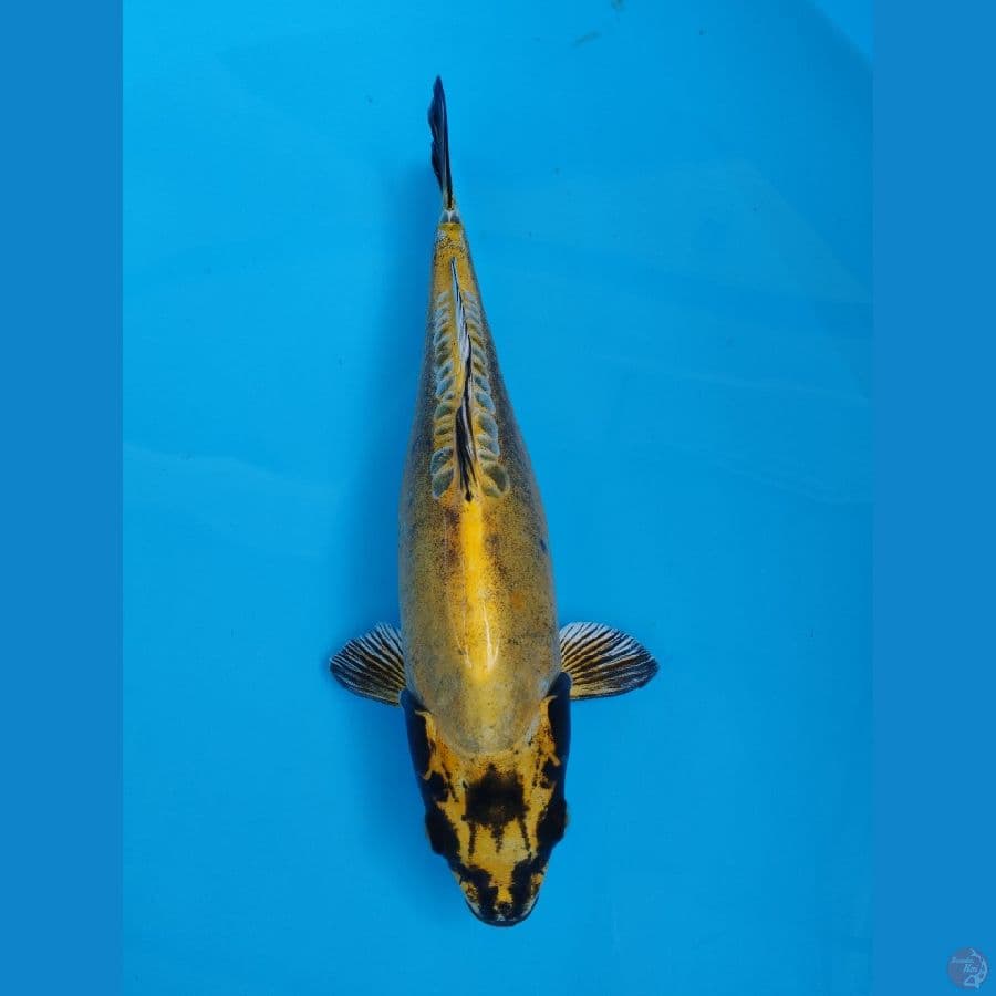 yellow kiko | 30cm
