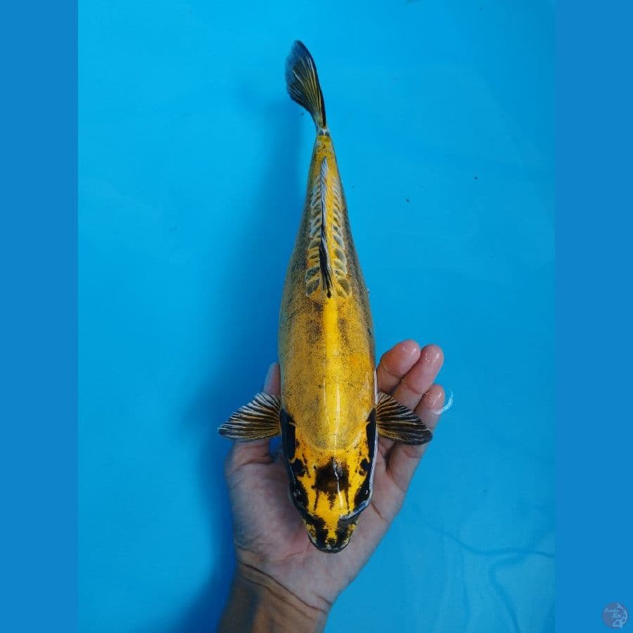 yellow kiko | 30cm