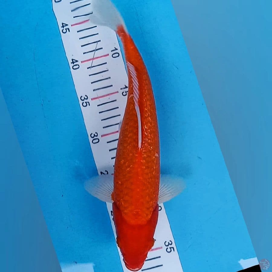 Aka Hajiro Ginrin 33cm Jantan