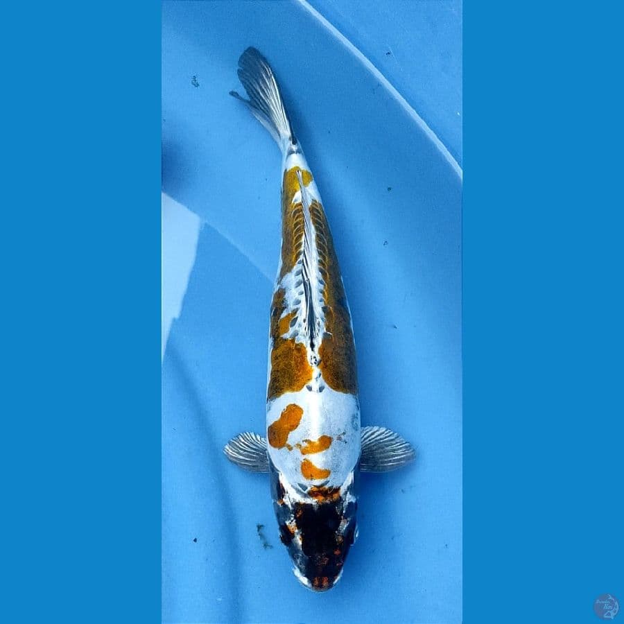 Kikkokuryu 32cm