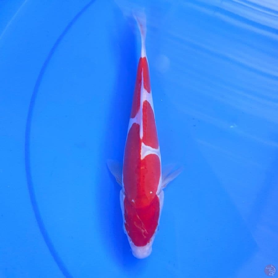 KOHAKU DOID 25BU