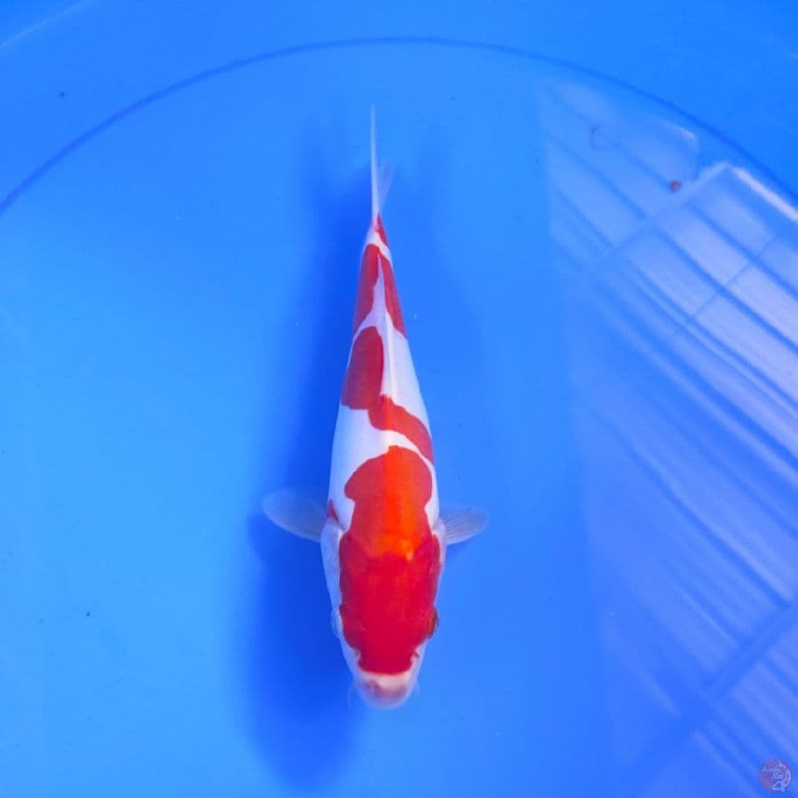 KOHAKU DOID 25BU