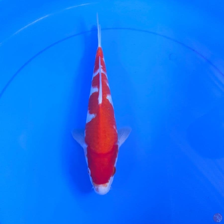 kohaku 30cm