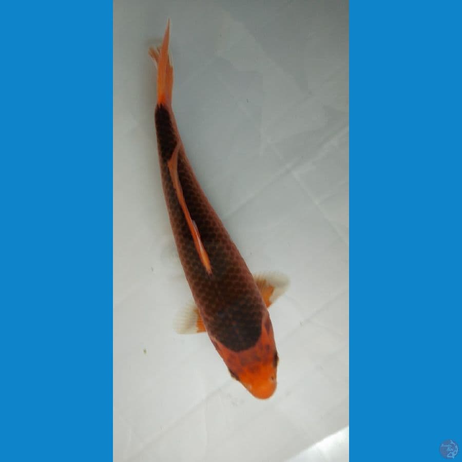 Minion Aka matsuba 21cm