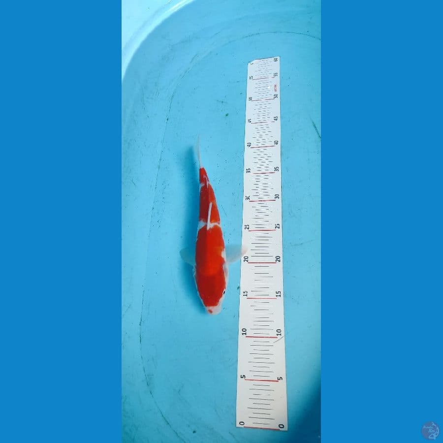 KOHAKU 30 BU - ARIAKA KOI FARM