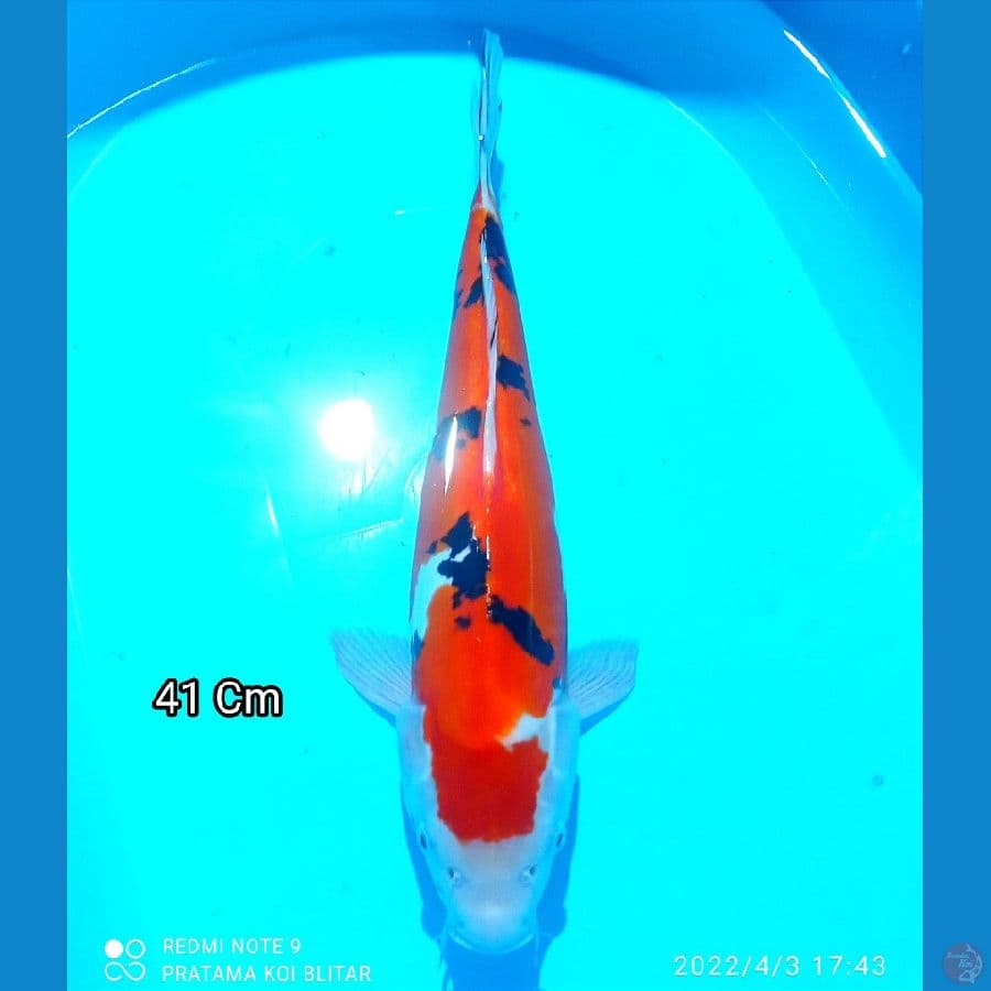 Maruten Sanke doitsu 41Cm orri
