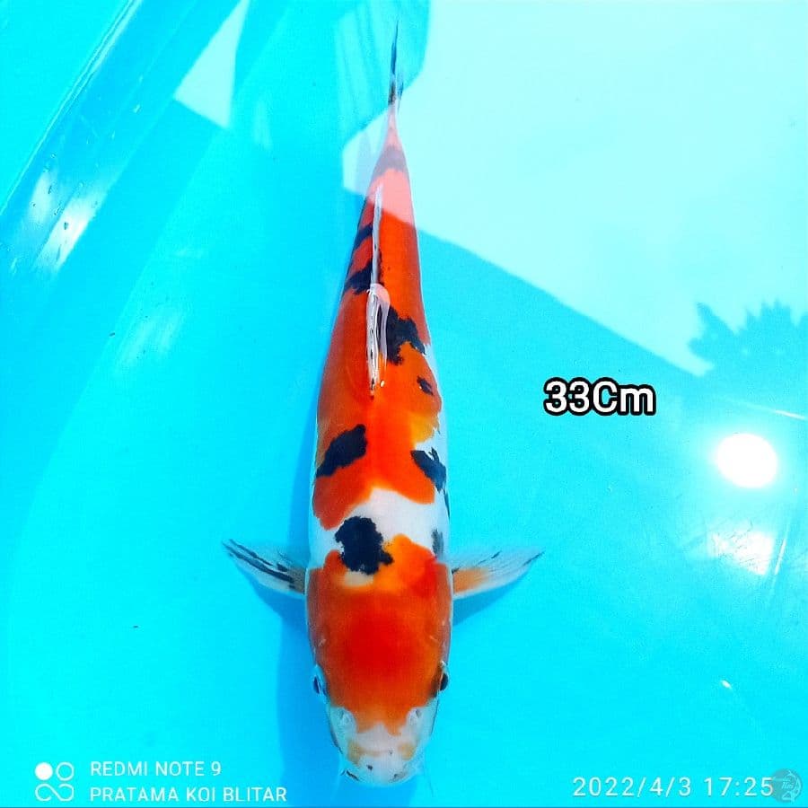 Maruten sanke doitsu 33cm orri