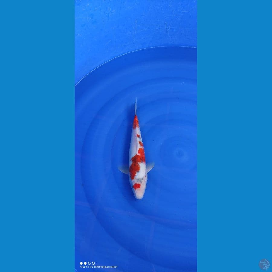 Showa Tategoi hot 35cm