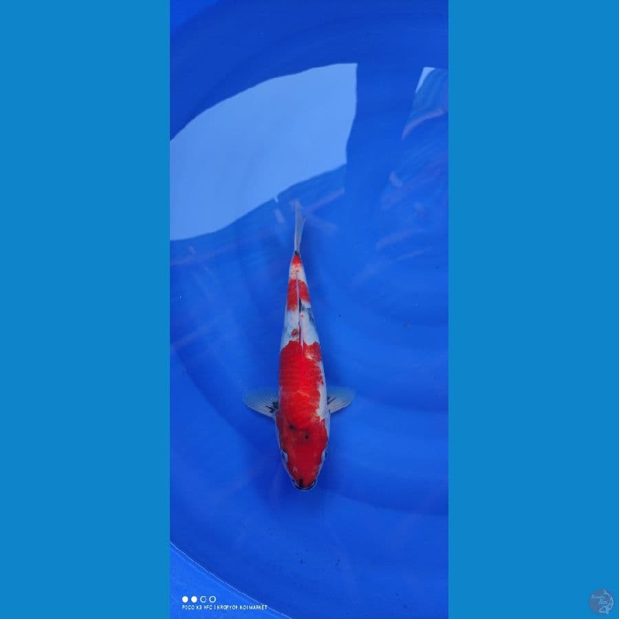 Showa Tategoi Hots 30cm