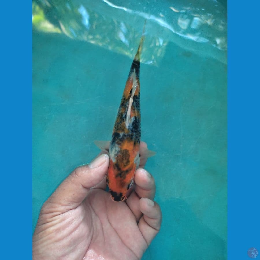 showa tathegoi 15 cm