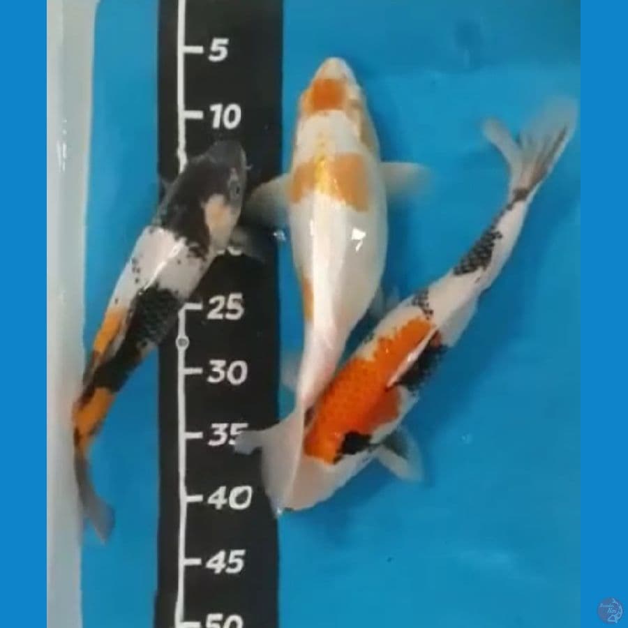 showa 32,35,36cm