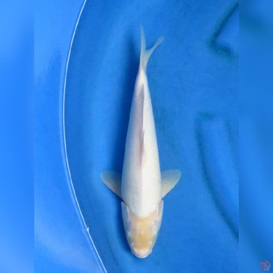 34cm - F1 Shiromuji ,