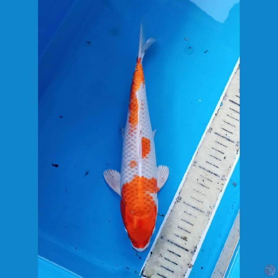 hariwake Hikari bagus 30bu
