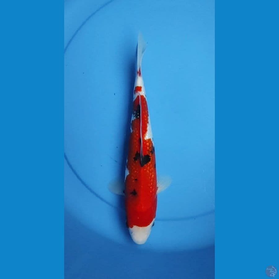Sanke ginrin 28 cm