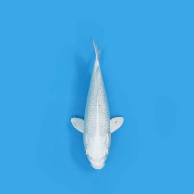 PLATINUM 25 CM