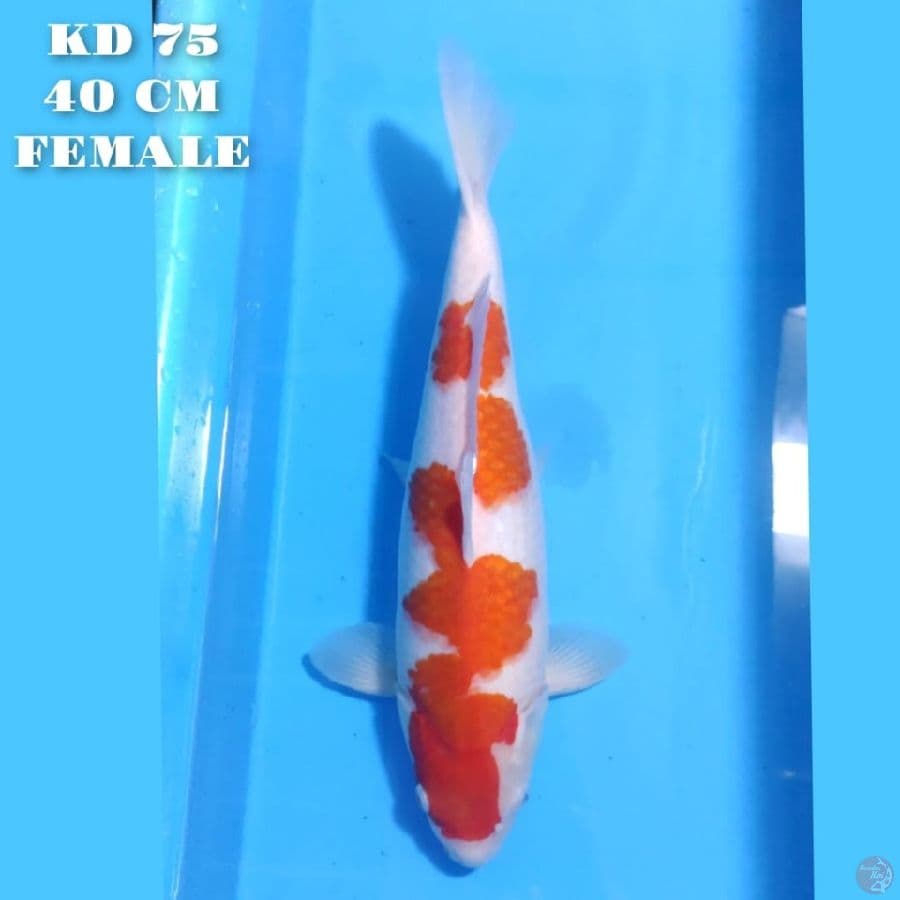 KOHAKU POTENSI JUMBO