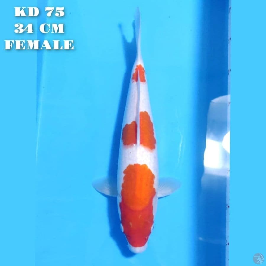 KOHAKU 3 STEP ORIGINAL