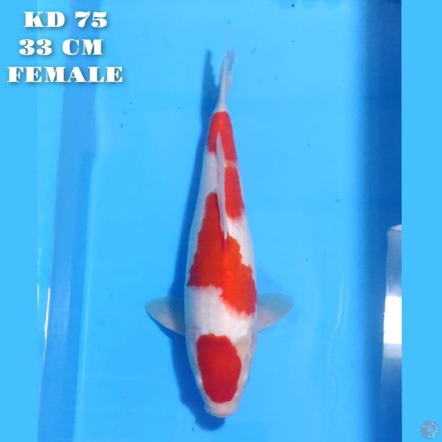 MARUTEN KOHAKU